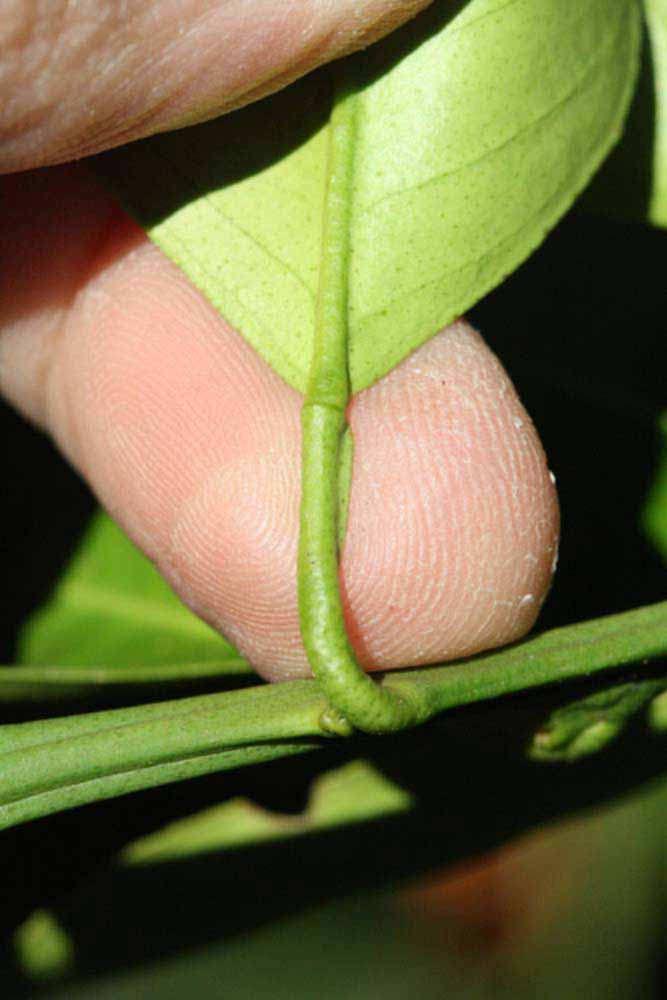              Petiole (Riverside, CA)       